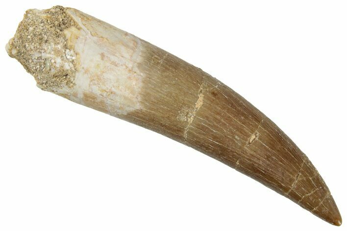 Fossil Plesiosaur (Zarafasaura) Tooth - Morocco #269344